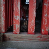 神社に住む小さな神様