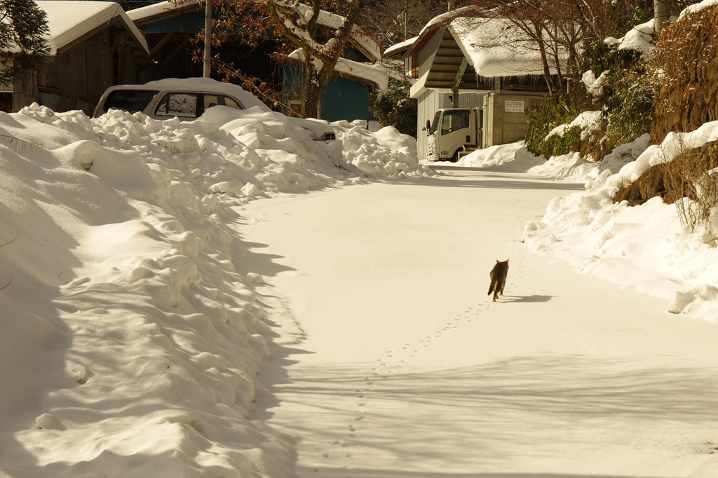 雪国の猫