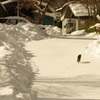 雪国の猫