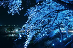 夜桜