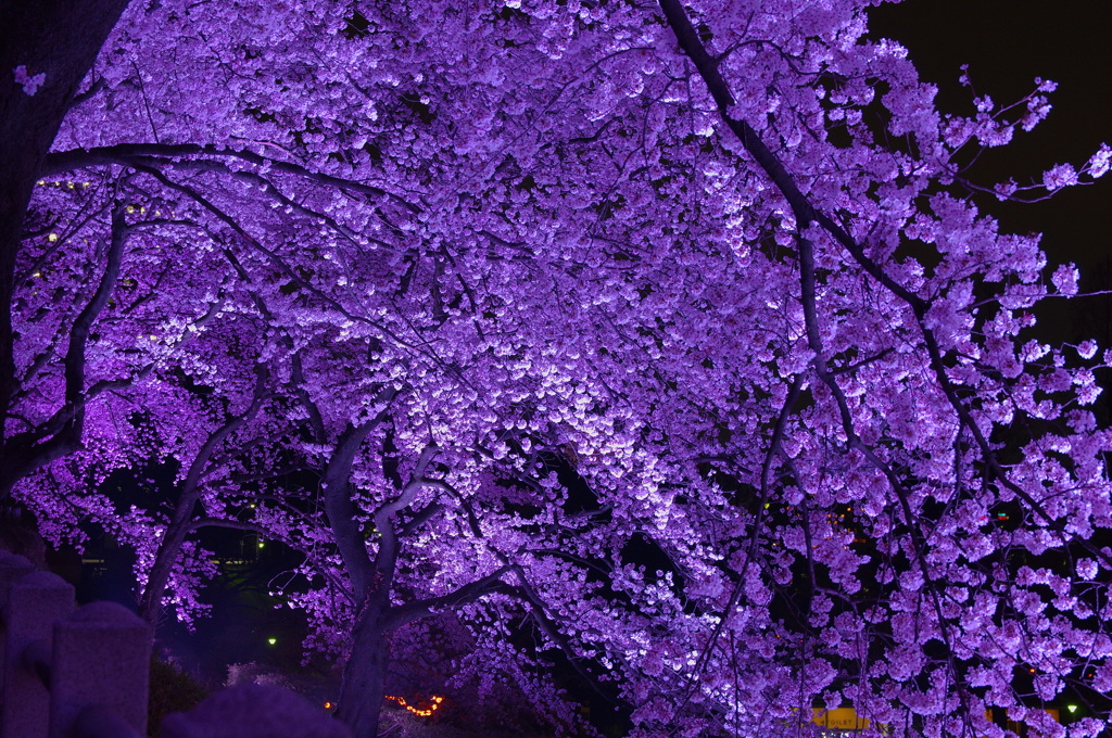 夜の桜