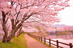 桜祭り　の巻