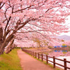 桜祭り　の巻