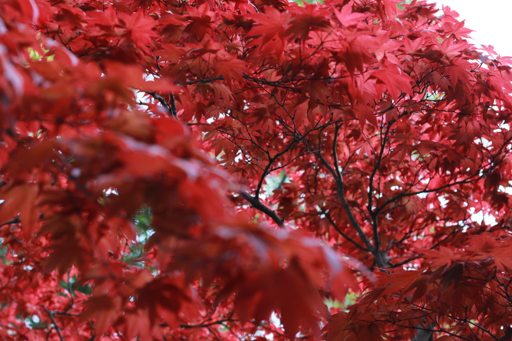 紅葉？