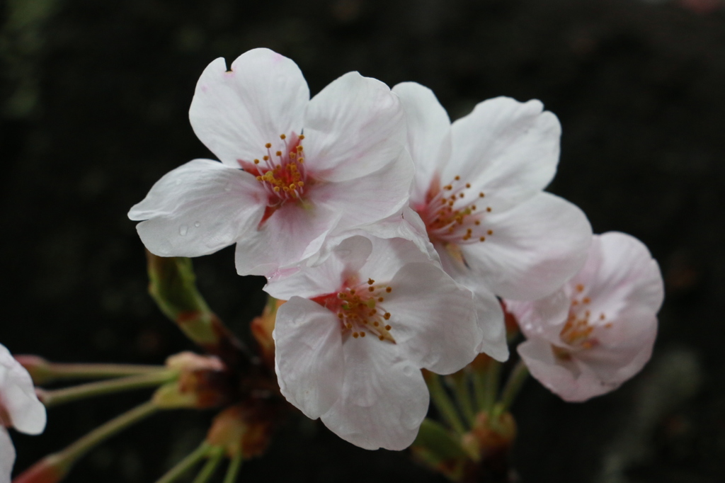 20150401154908_IMG_2940