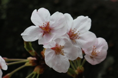 20150401154908_IMG_2940