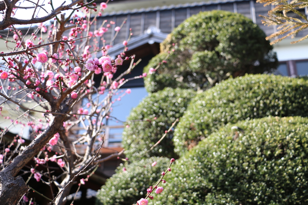 ステーキハウスの庭園