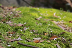 庭には苔が沢山あります。