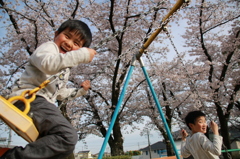 桜と次男