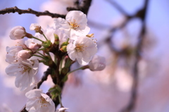 20150330085334_IMG_2679