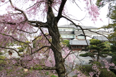 ステーキハウスの垂れ桜