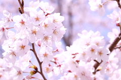 20150331120446_IMG_2909