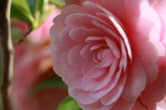 庭にいっぱいある花、名前は多分椿？？