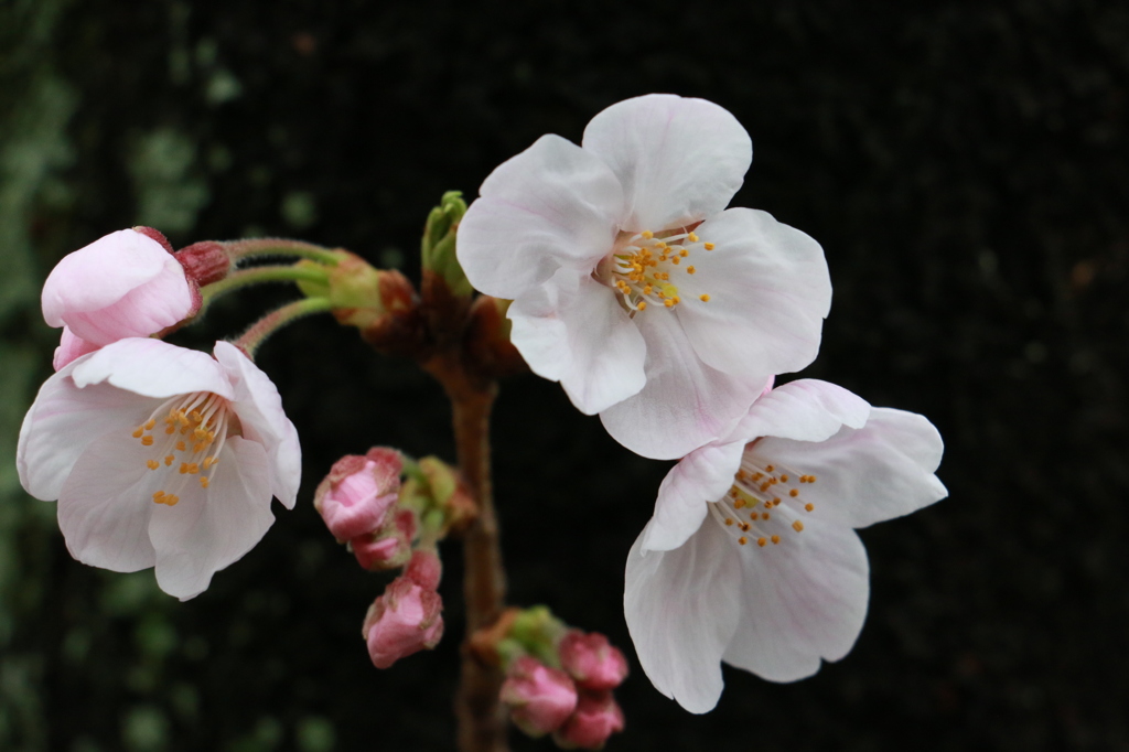 20150401154933_IMG_2941