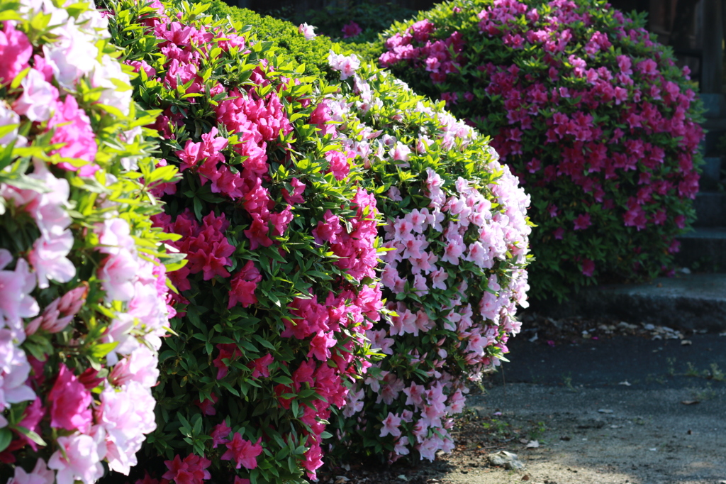 ステーキハウスのツツジです