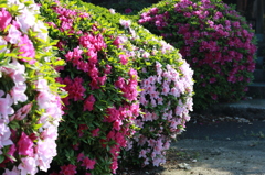 ステーキハウスのツツジです