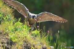 ハヤブサ　幼鳥