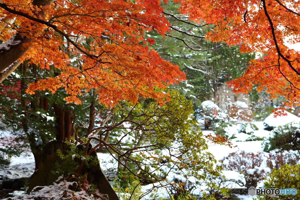 雪と紅葉