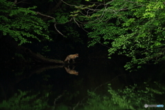 何か狙ってる