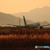 AIRDO
