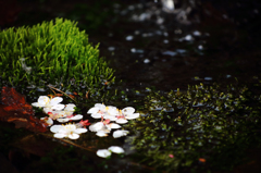 落桜