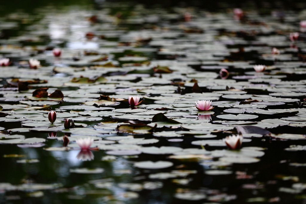 睡蓮