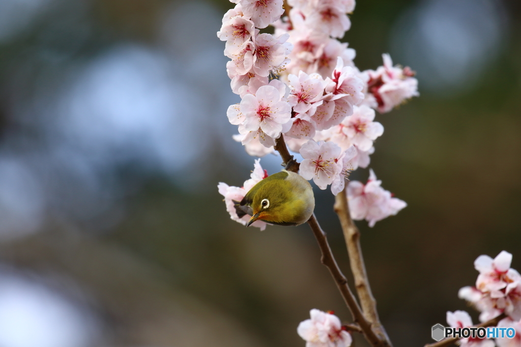 桜~メジロと共に~