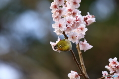 桜~メジロと共に~