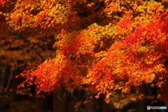 朝日に照らされて