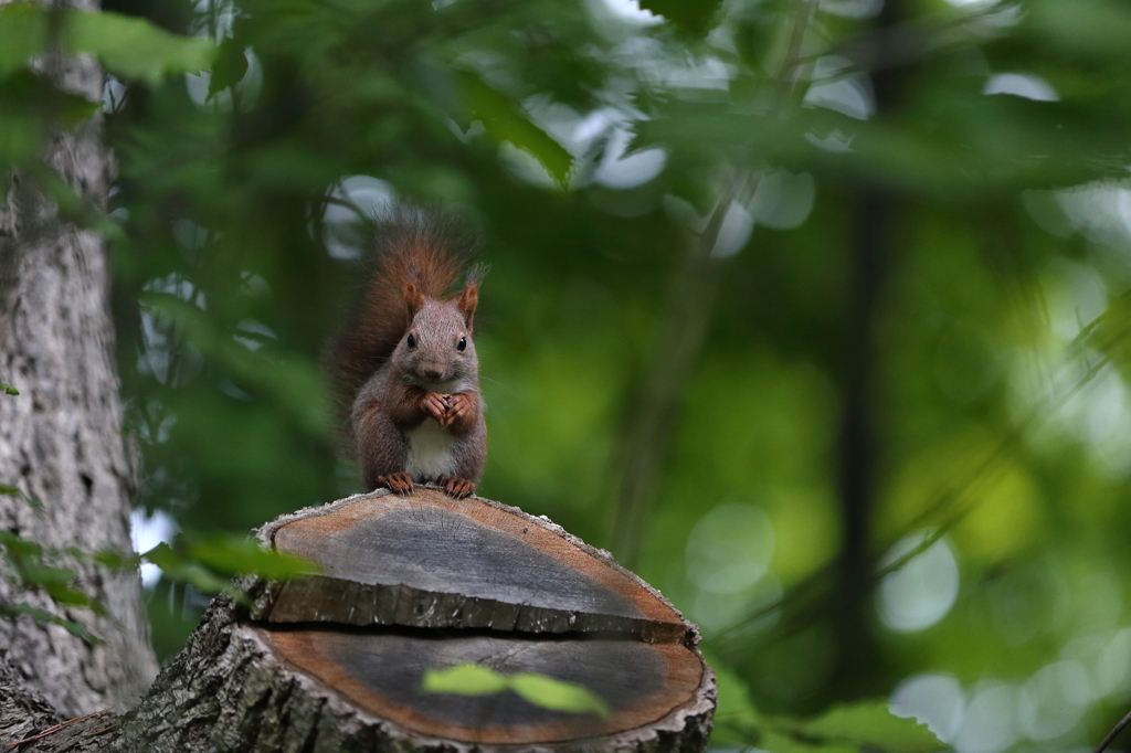 大沼のエゾリス君