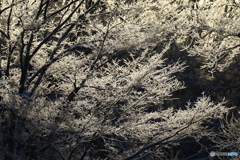 冬の朝