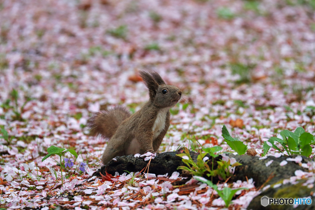 桜のじゅうたん