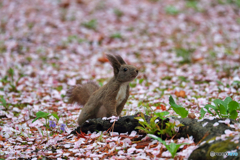 桜のじゅうたん