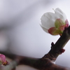 しっとりと、春