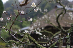 雨に咲く梅花