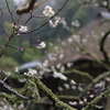 雨に咲く梅花