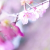 桃春