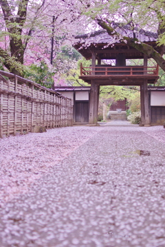 雪桜