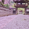 雪桜