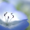 花中の舞
