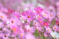 秋桜