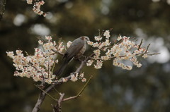 梅とヒヨドリ