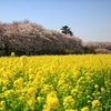 幸手権現堂桜堤