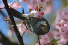 満開の河津桜とヒヨドリ
