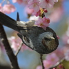 満開の河津桜とヒヨドリ