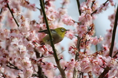 飛ぼうかな？