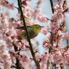 飛ぼうかな？