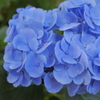 紫陽花