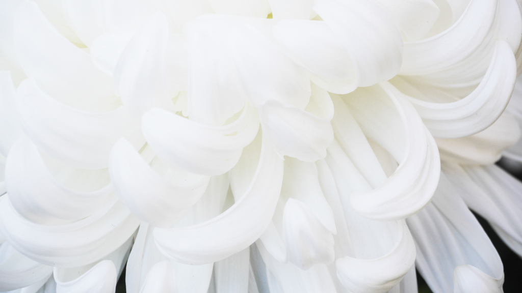 菊
