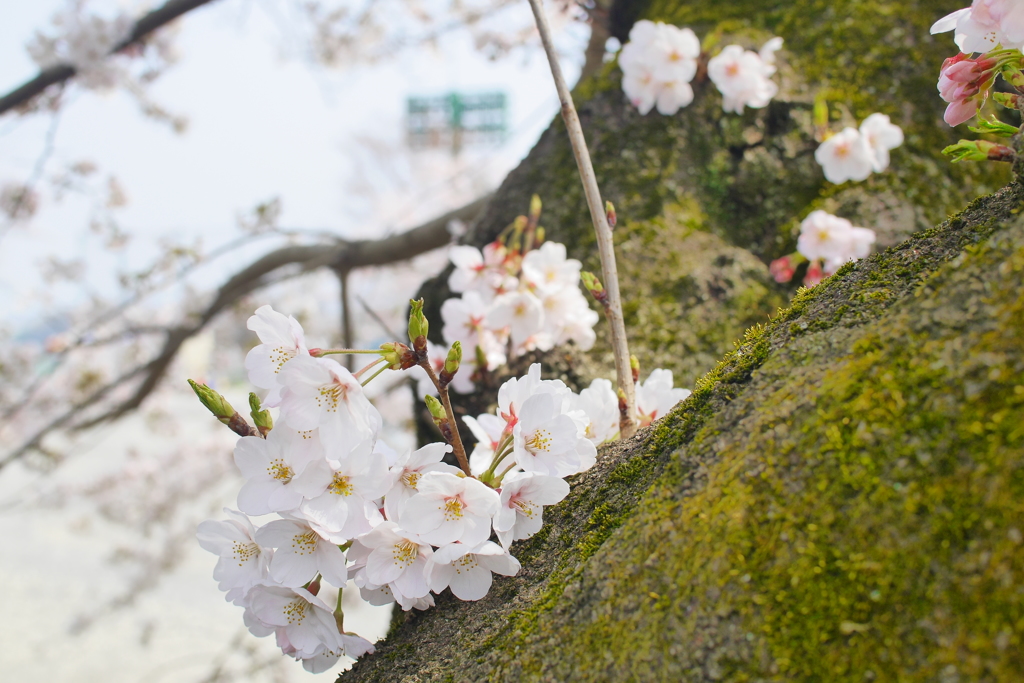 桜